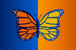 Beautiful butterfly drawing with two different vivid colors isolated on blue and orange backgrounds - vector illustration