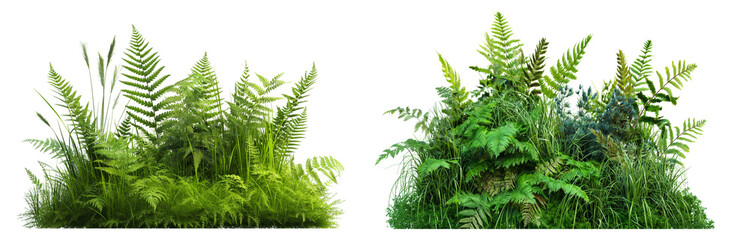 Poster - bush of broadleaf ferns and grasses isolated or transparent white background