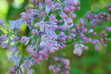 Sticker - A blooming branch of lilac. It's springtime. Blossom.