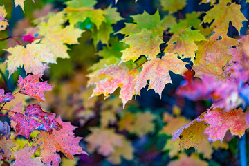 Fall leaves and colours