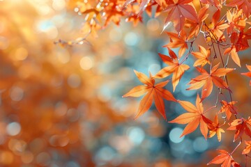 Poster - Golden maple leaves illuminated by sunlight with a soft focus background in warm autumn tones