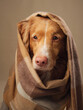  Nova Scotia Duck Tolling Retriever dog draped in a checkered shawl, A playful lick enlivens the cozy studio atmosphere
