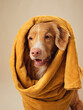 dog Wrapped in a towel, a Nova Scotia Duck Tolling Retriever seems to speak, Candid and warm in a studio session