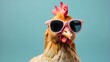 imaginative animal notion. Isolated on a solid pastel background, a chicken hen wearing sunglasses is a surrealist editorial advertisement.