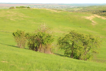 Wall Mural - A grassy field with trees