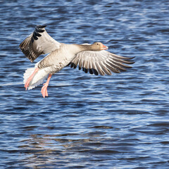 Poster - Greylag goose