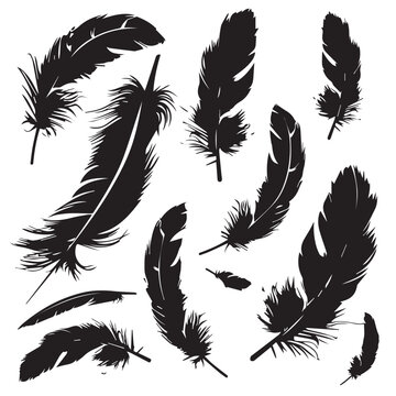 feathers vector illustration