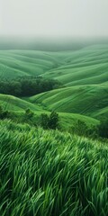 Canvas Print - Green hills and valleys in the distance with long grass in the foreground