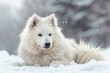 A white fluffy dog is lying in the snow