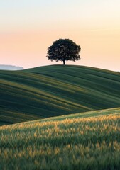 Wall Mural - Lonely Tree on a Hill