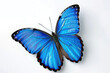 Bright blue butterfly, wings spread
