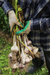 Freshly harvested Garlic. Bunch of fresh raw organic garlic harvest in farmer hands in garden