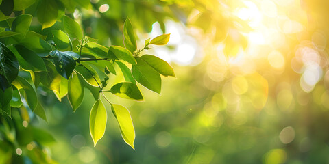 Wall Mural - New fresh leaves on green spring bokeh blur background Blurred bokeh background of fresh green spring, summer foliage of tree leaves with blue sky and sun flare