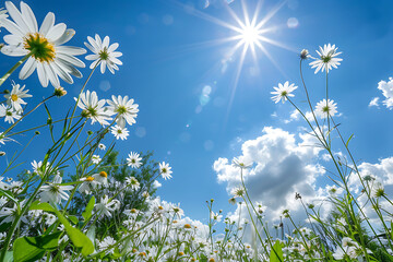 blooming white flowers on clear sky with sun, bright spring summer day concept, sunny weather wallpaper, bottom view