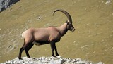 Fototapeta  - An Ibex With Its Horns As A Mark Of Maturity