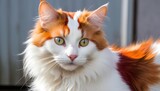 Fototapeta  - Turkish Van cat with its semi longhaired coat and distinctive coloration   (4)