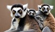 A Mother Lemur Carrying Her Baby On Her Back The  2