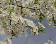 Plum branches with white flowers on a sunny day.