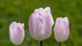 Fototapeta Tęcza - Three pink tulips on a blurred green background.