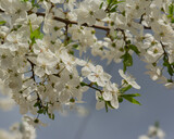 Fototapeta Tęcza - Plum branches with white flowers on a sunny day.