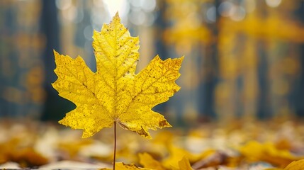   A lone yellow leaf atop a mound of leaves in a forest of trees