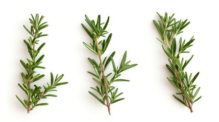Wall Mural - Rosemary branches and leaves on white background