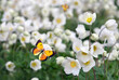 bright orange butterfly on delicate flowers of white anemones in the garden. spring flowers background. selective focus
