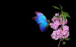 bright blue tropical butterfly on blooming branch of pink sakura isolated on black. copy space