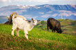 baby goat on the grassy hillside. countryside scenery of ukraine in carpathian mountans. sunny evening in spring. snow capped ridge blurred in the background