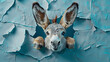 © bmf-foto.de - portrait donkey looking throuhg a hole in a blue wallpaper