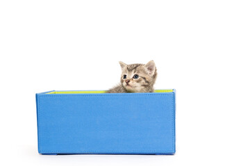 Wall Mural - Cute tabby kitten sitting in a blue box