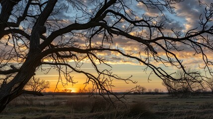 Poster - A serene sunrise illuminating the silhouette of tree branches, casting long shadows and painting the sky with warm hues.