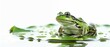 A green frog sits on a lily pad in a pond
