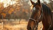 Travel through wild texas with a majestic horse companion adorned with sparkling gemstones. Embrace the beauty of the horse ranch.