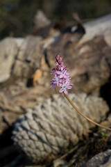 Wall Mural - flower in the forest, autumn squill (Scilla autumnalis), inflorescence. Sardinia, Italy