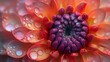 Reflective and Emotive Chrysanthemum Close-Up