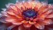 Dramatic and Intense Mood: Chrysanthemum Close-Up with Warm and Cool Tones