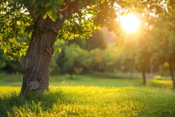 Poster - Warm sunlight filtering through the leaves of a solitary tree in a park, invoking tranquility and the beauty of nature's cycles