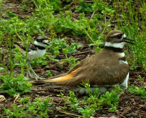 Canvas Print - two small birds are walking in the dirt near some bushes