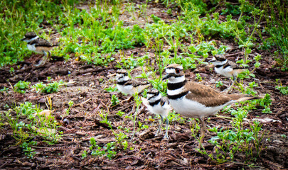 Wall Mural - Birds sitting in the grass on a patch of land