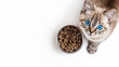blue eyes cat with cat food in a bowl
