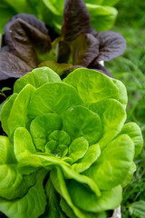 Wall Mural - Fresh organic green leaves lettuce salad plant 