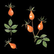 Rosehip drawing. Rose hip berries with leaf isolated on a black background. Botanical sketch of medical herb for label, herbal tisane tea packaging, poster. Hand drawn illustration