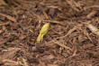 Silver Maple tree helicopter seed stuck in mulch of flowerbed. Lawncare, gardening and tree concept.