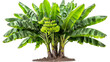 © PUTTER-ART - A large green plant with many banana leaves on a transparent background.