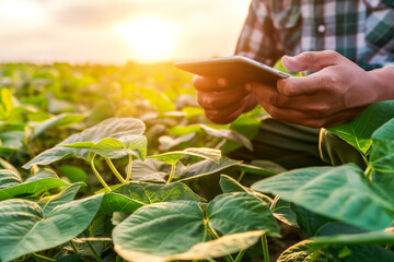 Wall Mural - Male farmer holding tablet on soybean farm agricultural field, Technology agriculture farming concept