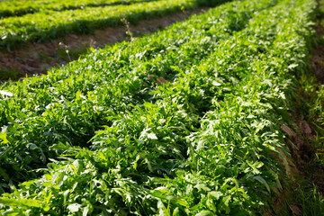 Wall Mural - Closeup of green organic arugula on large plantation in hothouse in sunny day..