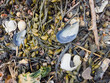 Sea shells on a bed of seaweed at the beach