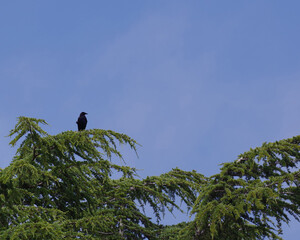 Wall Mural - Black crow on a tree top