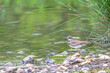 Killdeer stands in the shallow water near the shore of a lake in spring.